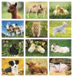 2026 Promotional Calendar baby farm animals monthly