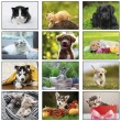 2026 Promotional calendar Puppies & Kittens, Stapled, Item BC-210 monthly images