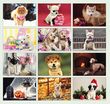 2026 Puppies Animal Calendar, Stapled Item CC-401 Monthly Images