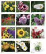 Floral Scents 2026 calendar, Item JC-205 monthly images view