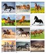 2026 Horses Animal Calendar  Stapled JC-339A monthly view images