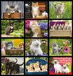 Kittens Calendar 2026