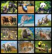 International Wildlife Calendar Stapled 2026