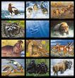 Wildlife Portraits Art Calendar 2026