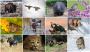 Wildlife wonders 2026 Wall Calendar open view, Item # TA-1943 monthly images view